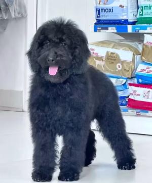 Blue Grey Standard Goldendoodle Puppy