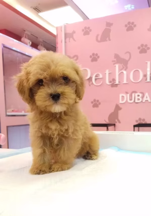 36d80e_591d074a9e2945de941cc5a9d3361ae0~mv2 Apricot Cream Maltipoo