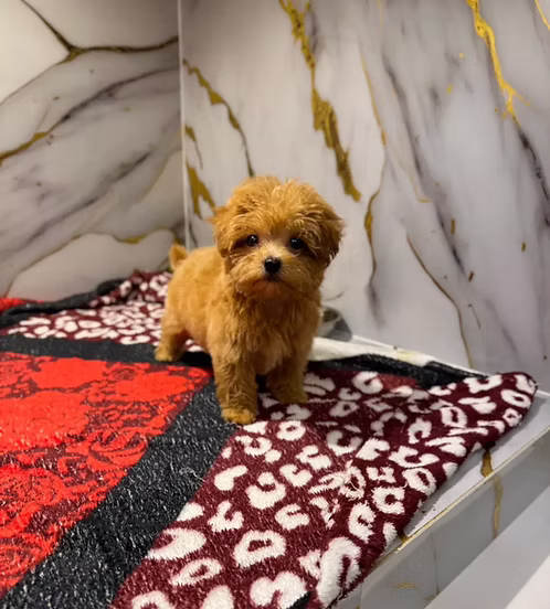 36d80e_5ff68737a3534fdcacd765a1d81067bd~mv2 Tea Cup Maltipoo