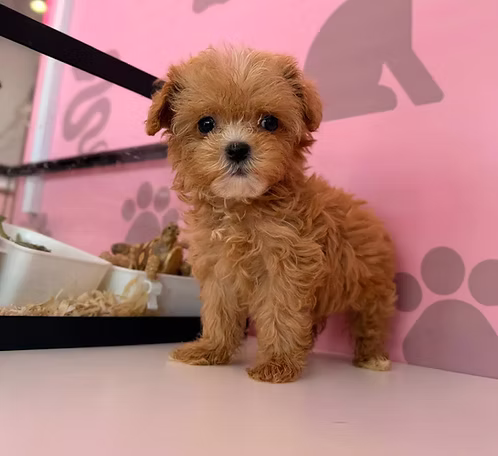 36d80e_662ae69238b6406998f09bab80808c8a~mv2 Tea Cup Maltipoo Puppy