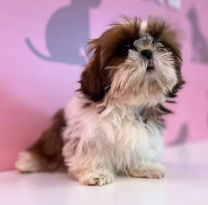 36d80e_69bf8a7bf99145089206c0495d857c77~mv2 Cutest Shihtzu Female Puppy