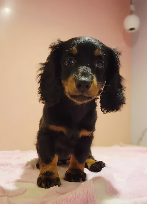 Long hair Dachshund Puppy