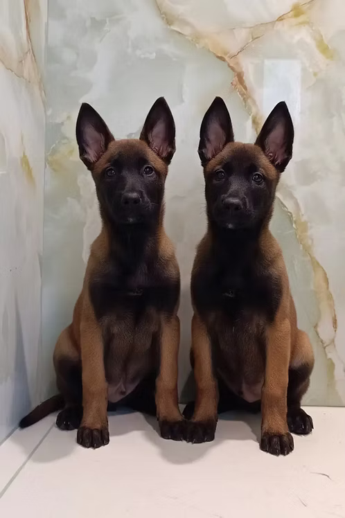 36d80e_769aa9b8c8b544fdbc71dfd31c3c4ece~mv2 (1) Rich Mahogany Belgium Malinois Pups