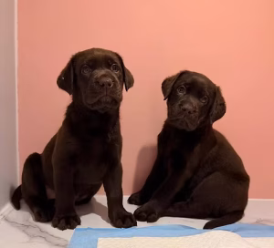 36d80e_a819121d97604a47af06a7f04090dc5d~mv2 (1) Chocolate labrador Puppies