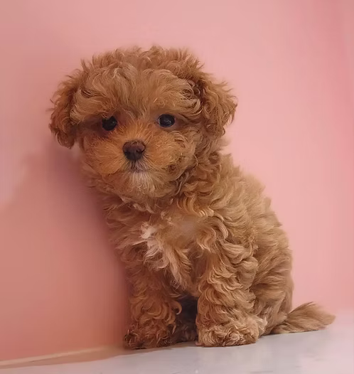 36d80e_eacfc5b980b248738e02a9e27b6d6d30~mv2 Cutest Maltipoo Puppy