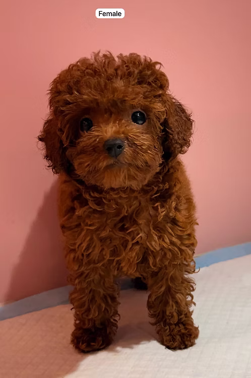 36d80e_ed2cd3cf8aca456d8f0f378661018185~mv2 (1) Red Brown Teacup Poodle Puppy for Sale in Dubai