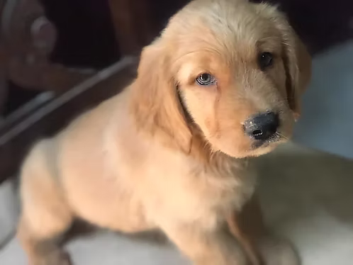 Light Golden Retriever for Sale in Dubai | Buy Light Golden Retriever Online | Order Light Golden Retriever Online | Light Golden Retriever