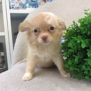 Chihuahua Long Hair Online