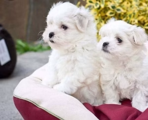 36d80e_03970a5c699548eba32ef5f9b84756e2~mv2 White Maltese Puppy Available | Buy White Maltese Puppy Available Online | Order White Maltese Puppy Available | White Maltese Puppy Available For Sale