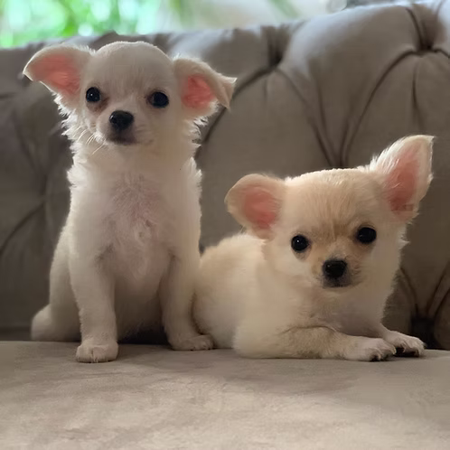 36d80e_03f71fae72004d519712cb229b338d01~mv2 (1) Long Hair Chihuahua Male puppy | Buy Long Hair Chihuahua Male puppy Online | Order Long Hair Chihuahua Male puppy | Long Hair Chihuahua Male puppy For Sale