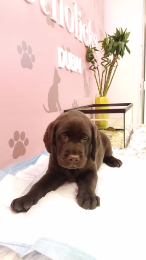 36d80e_05e6035c933840f0930f77fffb5f03e4~mv2 (2) Chocolate labrador Female