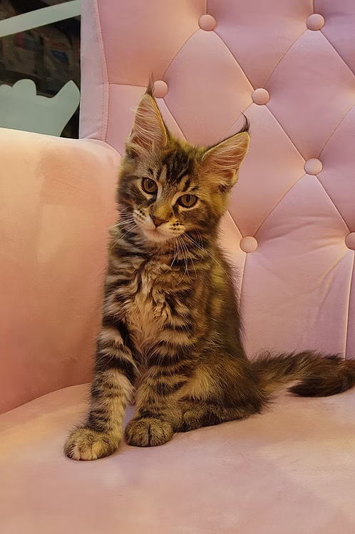 36d80e_06cd9ff7ee6e4ff8ad0f4323a16fedd9~mv2 Brown Tabby Maine Coon Kittens | Buy Brown Tabby Maine Coon Kittens Online | Order Brown Tabby Maine Coon Kittens | Brown Tabby Maine Coon Kittens For Sale