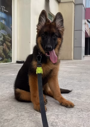 Indoor Raised German Shepherd Puppy for Sale in Dubai | Buy Indoor Raised German Shepherd Puppy Online | Order Indoor Raised German Shepherd Puppy Online