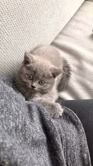 British short hair female Kitten | Buy British short hair female Kitten Online | Order British short hair female Kitten Online