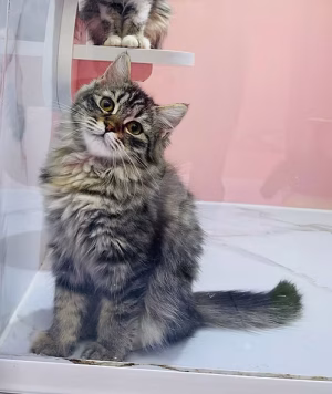 Silver Grey Siberian Kitten for Sale in Dubai | Buy Silver Grey Siberian Kitten Online | Order Silver Grey Siberian Kitten Online