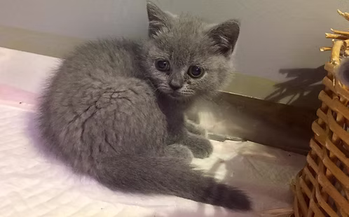 British short hair male kitten | Buy British short hair male kitten | Order British short hair male kitten | Where To Buy British short hair male kitten