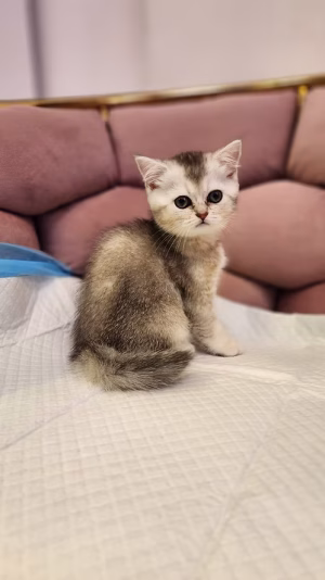 36d80e_0ab6b45fbf374fe2bee4b5f0d7dc8fd3~mv2 (1) Scottish Fold Ny 12 | Buy Scottish Fold Ny 12 Online | Order Scottish Fold Ny 12 Online | Where To Buy Scottish Fold Ny 12 Online