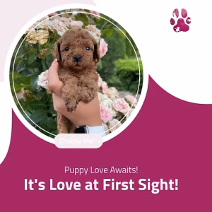 Teacup Poodle Puppy Litter for Sale in Dubai | Buy Teacup Poodle Puppy Litter Online | Order Teacup Poodle Puppy Litter Online | Teacup Poodle Puppy Litter