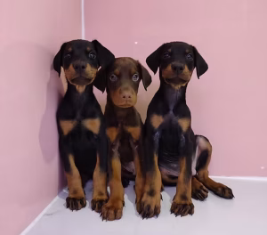 Black & Chocolate Tan Doberman Puppies