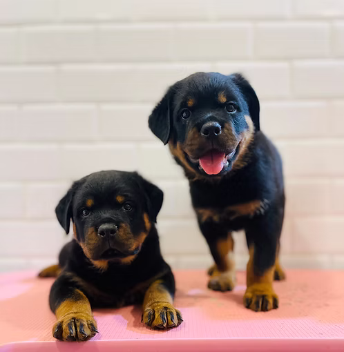 36d80e_0e137420d0744970afa992c730fee809~mv2 (1) Rottweiler Puppy Males | Rottweiler Puppy Males Online | Where To Buy Rottweiler Puppy Males Online | Order Rottweiler Puppy Males Online