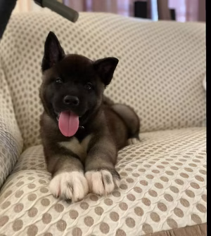 36d80e_0f923178d7d74c9392d8625bbc24532b~mv2 Americian Akita Puppies | Buy Americian Akita Puppies Online | Order Americian Akita Puppies Online | Americian Akita Puppies For Sale Online