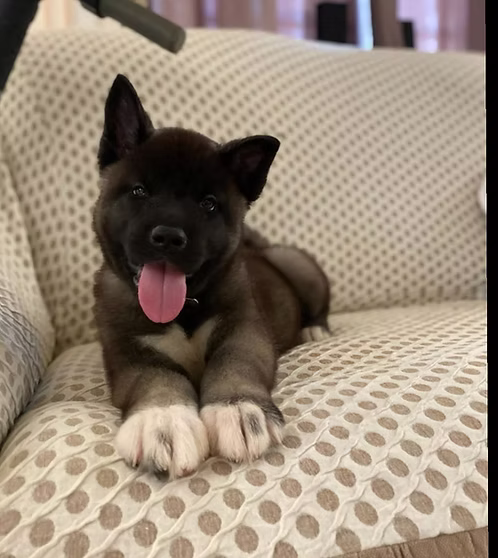 Americian Akita Puppies | Buy Americian Akita Puppies Online | Order Americian Akita Puppies Online | Americian Akita Puppies For Sale Online