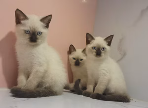 Seal Point Siamese Kitten for Sale in Dubai | Buy Seal Point Siamese Kitten Online | Order Seal Point Siamese Kitten Online