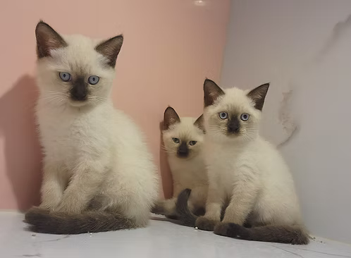 36d80e_13baf1c79e54463abc414f06d076d2ae~mv2 (2) Seal Point Siamese Kitten for Sale in Dubai | Buy Seal Point Siamese Kitten Online | Order Seal Point Siamese Kitten Online