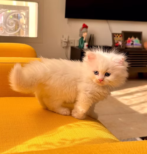 Adorable white persian kittens | Buy Adorable white persian kittens Online | Order Adorable white persian kittens | Adorable white persian kittens For Sale