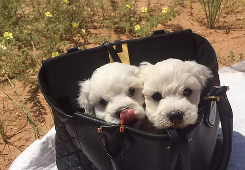 White Maltese Puppy | Buy White Maltese Puppy Online | Where To Buy White Maltese Puppy Online | White Maltese Puppy For Sale Online