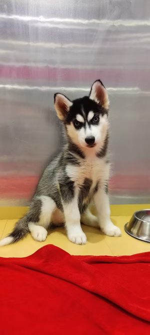 36d80e_167e3c46952c48f799fbcccf5ffe0c77~mv2 Siberian husky puppies | Buy Siberian husky puppies Online | Order Siberian husky puppies Online | Siberian husky puppies For Sale Online