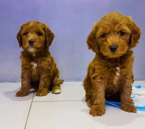 36d80e_16ba2ef2f5ca466ab66da334216a5b62~mv2 Red & Golden Cavapoo Puppy | Buy Red & Golden Cavapoo Puppy Online | Order Red & Golden Cavapoo Puppy Online | Red & Golden Cavapoo Puppy For Sale Online