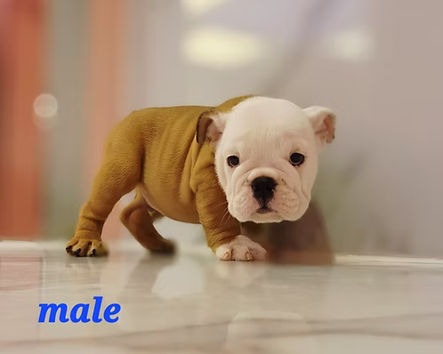 Fawn English Bulldog Puppies for Sale in Dubai | Buy Fawn English Bulldog Puppies Online | Order Fawn English Bulldog Puppies Online