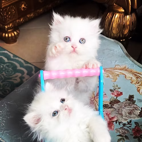 Persian Female Kitten | Buy Persian Female Kitten Online | Order Persian Female Kitten Online | Where To Buy Persian Female Kitten Online