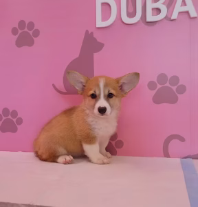 Beautiful Corgi Female | Buy Beautiful Corgi Female Online | Order Beautiful Corgi Female Online | Where To Buy Beautiful Corgi Female Online