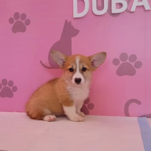 Beautiful Corgi Female
