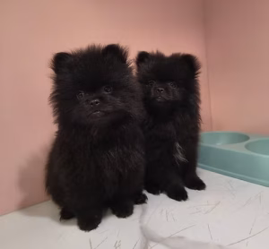 Black Dark Toy Pomeranians