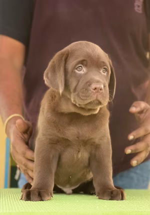 36d80e_1cb899fe955b492ea6921b156c3e5cfd~mv2 (1) Chocolate lab puppy | Buy Chocolate lab puppy Online | Chocolate lab puppy For Sale Online | Order Chocolate lab puppy Online