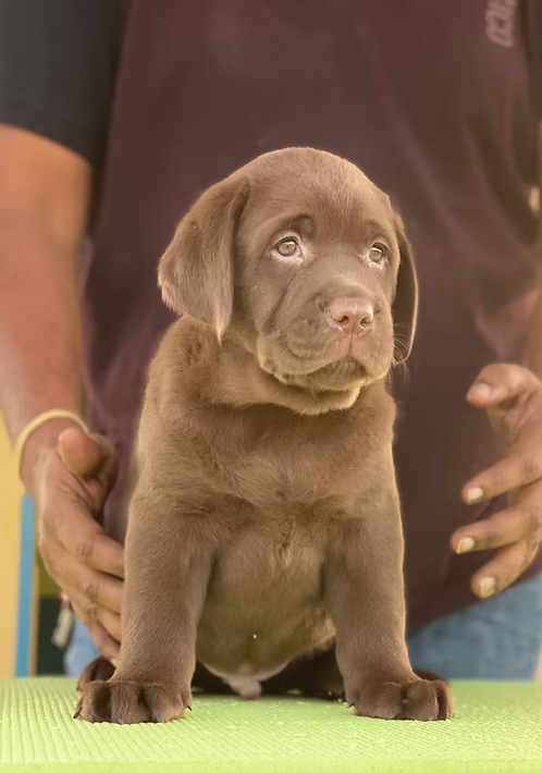 Chocolate lab puppy | Buy Chocolate lab puppy Online | Chocolate lab puppy For Sale Online | Order Chocolate lab puppy Online