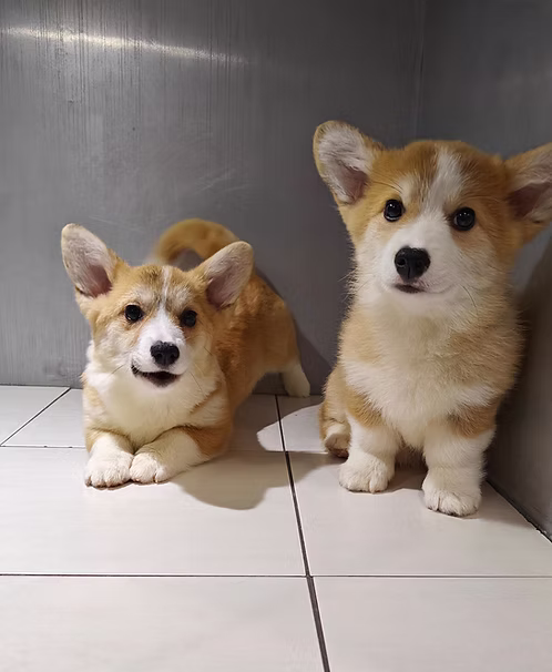 Corgi Puppied Online | Buy Corgi Puppied Online | Order Corgi Puppied Online Corgi Puppied For Sale Online | Where To Buy Corgi Puppied Online