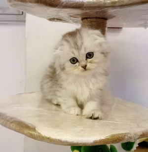 Silver Chinchilla Kitten Ny 11 | Buy Silver Chinchilla Kitten Ny 11 | Order Silver Chinchilla Kitten Ny 11 Online | Silver Chinchilla Kitten Ny 11 For Sale