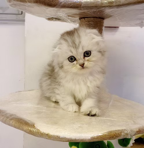 Silver Chinchilla Kitten Ny 11 | Buy Silver Chinchilla Kitten Ny 11 | Order Silver Chinchilla Kitten Ny 11 Online | Silver Chinchilla Kitten Ny 11 For Sale