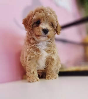 36d80e_20606a6aa0044129b468383203c471c6~mv2 Caramel Apricot Maltipoo Puppy