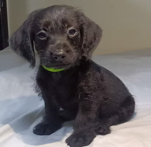 36d80e_21d15ca18c0e4fae9c1e04ac05ed8d2d~mv2 Doxipoo puppies Online | Buy Doxipoo puppies Online | Order Doxipoo puppies Online | Where To Buy Doxipoo puppies Online | Doxipoo puppies For Sale Online