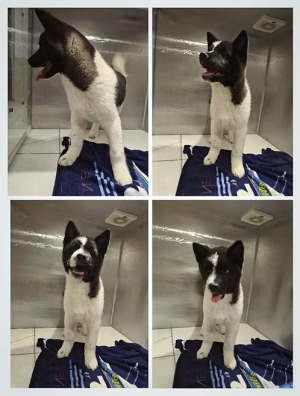 36d80e_28e8e458d1fb45b88e95842fa1706cac~mv2 (1) Akita Female Puppy | Buy Akita Female Puppy Online | Order Akita Female Puppy Online | Order Akita Female Puppy Online | Akita Female Puppy For Sale Online