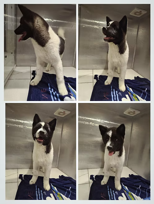 36d80e_28e8e458d1fb45b88e95842fa1706cac~mv2 (1) Akita Female Puppy | Buy Akita Female Puppy Online | Order Akita Female Puppy Online | Order Akita Female Puppy Online | Akita Female Puppy For Sale Online