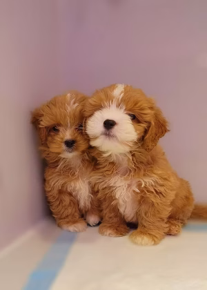 36d80e_2a1a654264474d50b70c73044b2e1dea~mv2 Shihpoo Puppy Online | Buy Shihpoo Puppy Online | Order Shihpoo Puppy Online | Where To Buy Shihpoo Puppy Online | Shihpoo Puppy For Sale Online