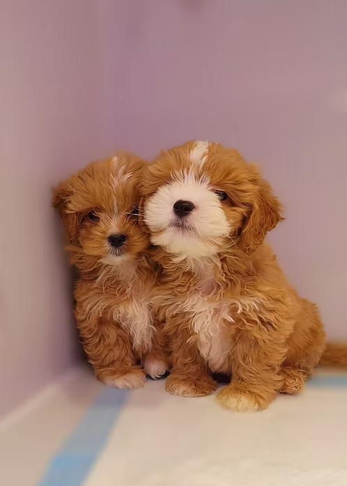 36d80e_2a1a654264474d50b70c73044b2e1dea~mv2 Shihpoo Puppy Online | Buy Shihpoo Puppy Online | Order Shihpoo Puppy Online | Where To Buy Shihpoo Puppy Online | Shihpoo Puppy For Sale Online