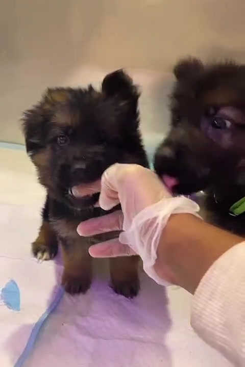 King Size German Shepherd Puppy for Adoption in Dubai | Buy King Size German Shepherd Puppy for Adoption |Order King Size German Shepherd Puppy for Adoption