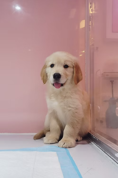 36d80e_2d77955f73a14a6a8d5b4f34c21193b2~mv2 Golden Retrievers Online | Buy Golden Retrievers Online | Order Golden Retrievers Online | Golden Retrievers For Sale Online